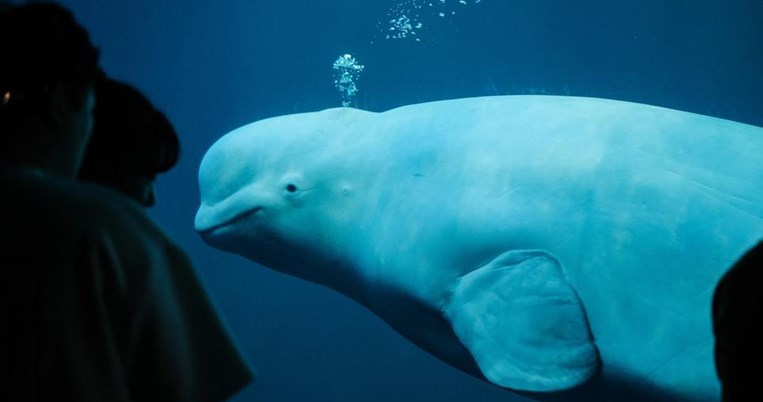 Το τέλος ενός οικολογικού σκανδάλου. Ελεύθερες και οι τελευταίες φάλαινες μπελούγκα