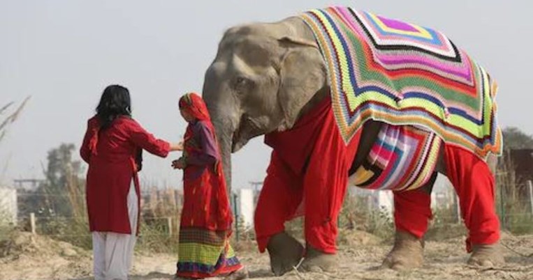 Όταν μια ομάδα χωρικών έπλεξε πουλόβερ για να κρατήσει ζεστούς τους ελέφαντες ενός καταφυγίου