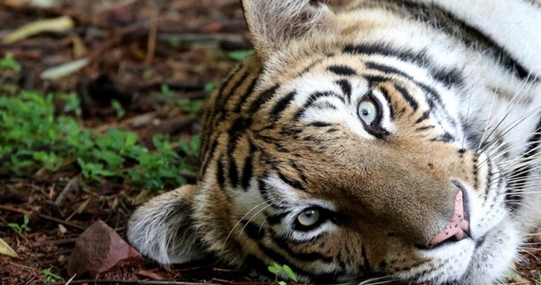 «Ιστορική επιτυχία»: Ο πληθυσμός της τίγρης της Βεγγάλης αυξήθηκε κατά 33% τα τελευταία χρόνια