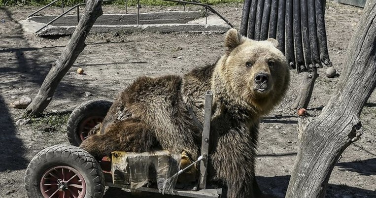 Πέθανε ο Ούσκο του Αρκτούρου, η πρώτη αρκούδα στον κόσμο σε αναπηρικό αμαξίδιο. Ήταν σύμβολο θέλησης