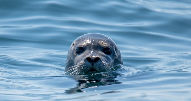 Η θλιβερή είδηση της ημέρας: Σκότωσαν μια φώκια Monachus Monachus, είδος προς εξαφάνιση, στο Πήλιο
