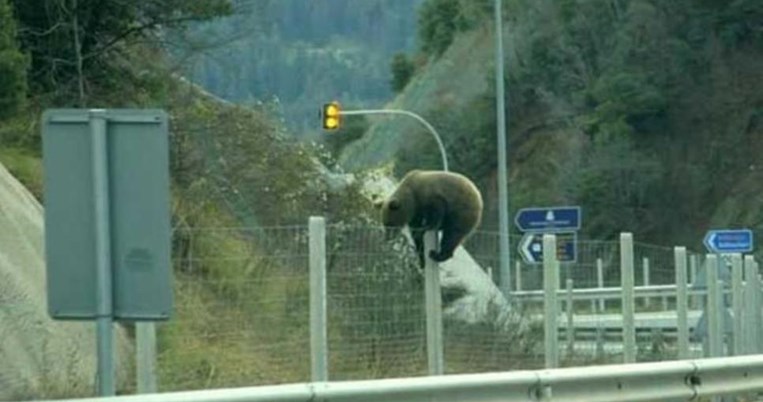 Δεν είχαν ξαναδεί τέτοιο θέαμα στη ζωή τους: Αρκούδα να προσπαθεί να διασχίσει την Εγνατία Οδό