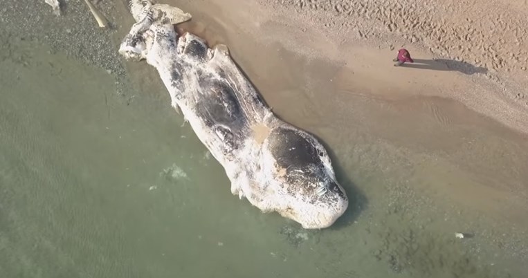Νεκρή φάλαινα που ξεβράστηκε στην Κερατέα είχε στο στομάχι της όλα τα απόβλητα του «πολιτισμού» μας