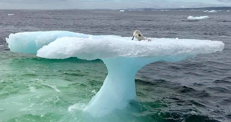 «Προσπαθούσαν να την αρπάξουν οι γλάροι»: Η απίστευτη διάσωση μιας αρκτικής αλεπούς από ψαράδες