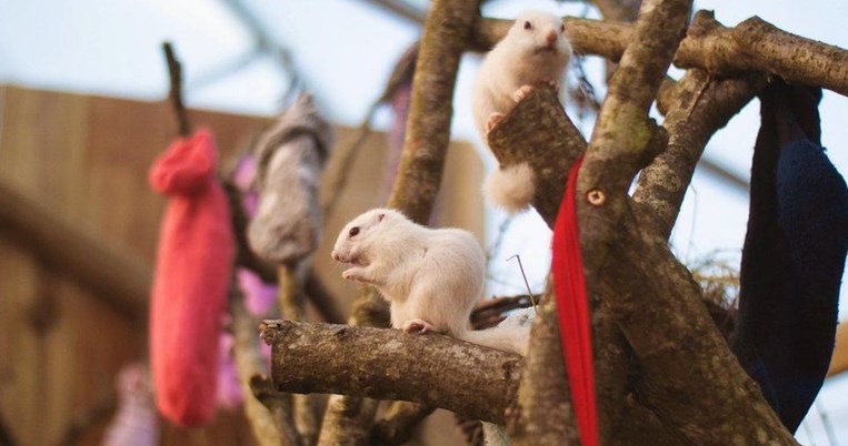 Η κίνηση που έγινε viral: Άτομα απ' όλο τον κόσμο στέλνουν κάλτσες για να ζεστάνουν μικρά chipmunks 