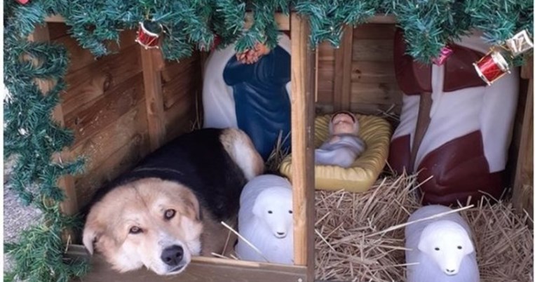 Το αληθινό νόημα των Χριστουγέννων: Αδέσποτος σκύλος βρήκε καταφύγιο σε φάτνη στον Ωρωπό
