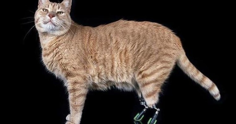 Πανέμορφη γάτα που έχει χάσει τα πίσω ποδαράκια της γίνεται σούπερ σταρ στο ίνσταγκραμ 