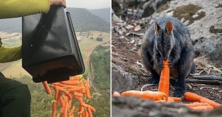 Φιλοζωική βοήθεια: Αεροπλάνα πετούν χιλιάδες κιλά λαχανικών στα ζώα σε πυρόπληκτες περιοχές