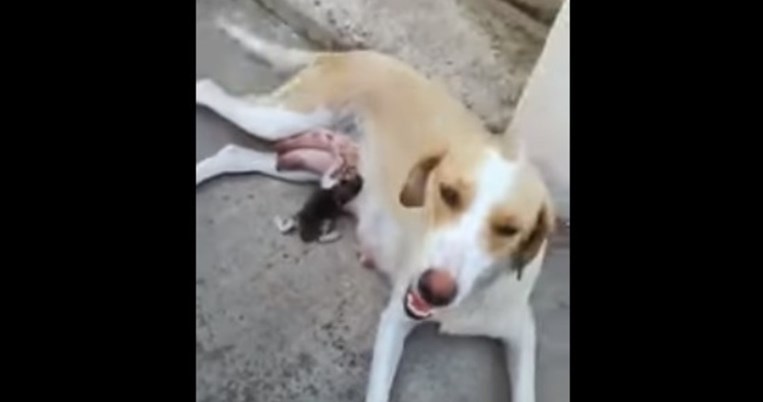 Δεν υπάρχουν εχθροί στα ζώα: Σκυλίτσα θηλάζει γατάκι που το πέταξαν στα σκουπίδια στην Λαμία 