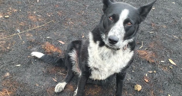 Τετράποδος ήρωας: Το θαρραλέο τσοπανόσκυλο που έσωσε 900 πρόβατα από τις φωτιές της Αυστραλίας