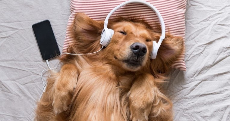 Ωραία νέα: Ο σκύλος σου τώρα μπορεί να ακούει μουσική τις ώρες που εσύ λείπεις 