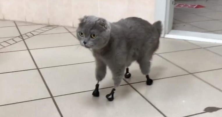 Θαύμα της τεχνολογίας: Γάτα με τέσσερα ακρωτηριασμένα άκρα αποκτά 3D εκτυπωμένα μέλη και ξαπανερπατά