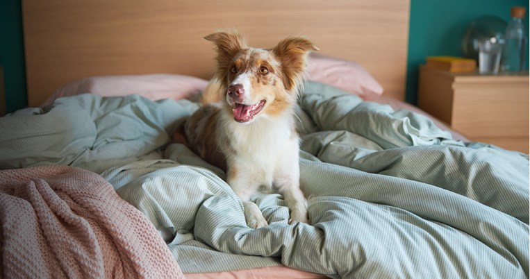 «Η Κάρμα, το σκυλάκι από τη διαφήμιση της ΙΚΕΑ, θέλει τη βοήθειά σας»
