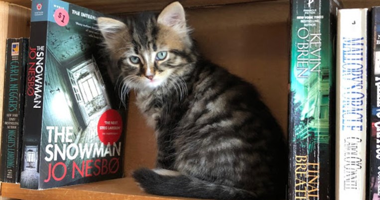 Βιβλιοπωλείο στον Καναδά φιλοξενεί αδέσποτα γατάκια που δίνονται για υιοθεσία 