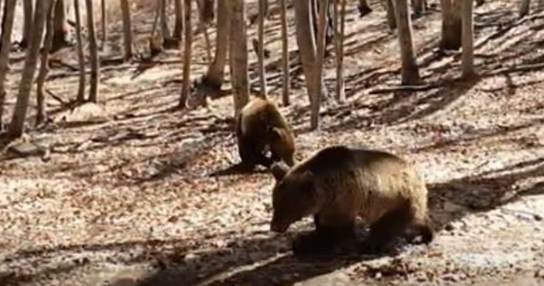 Η Μίρα και ο Ντιουκ κάνουν τις πρώτες βόλτες τους: Ξύπνησαν νωρίς οι αρκούδες στο Νυμφαίο