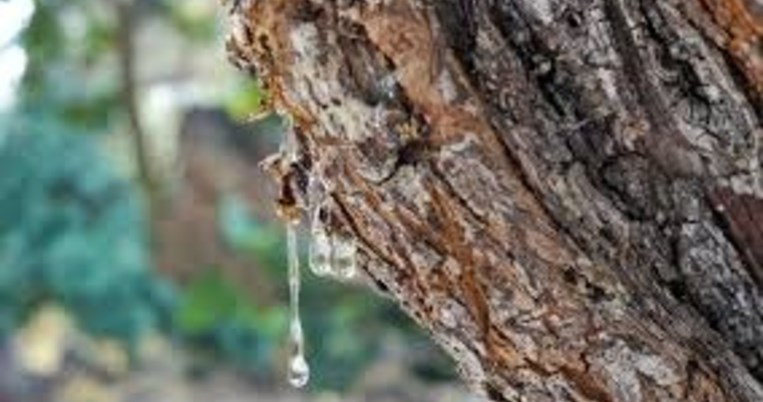 Γίνετε ανάδοχος γονιός ενός μαστιχόδεντρου της Χίου και στηρίξτε την παραδοσιακή τους καλλιέργεια  