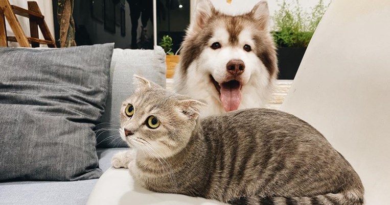 Μεταδίδεται ο κορονοϊός στα pet μας; Η απάντηση του κτηνιατρικού συλλόγου