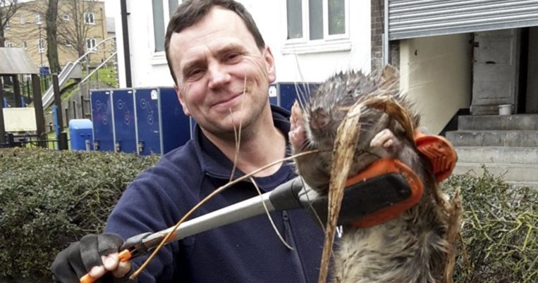 Ήταν ο ενός μέτρου αρουραίος του Λονδίνου απλώς ένα οπτικό τρικ;