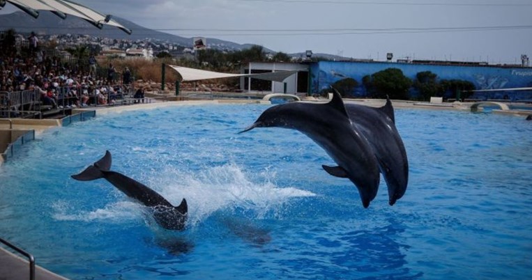 Ανακλήθηκε η άδεια λειτουργίας του δελφιναρίου μέσα στο Αττικό Ζωολογικό Πάρκο 