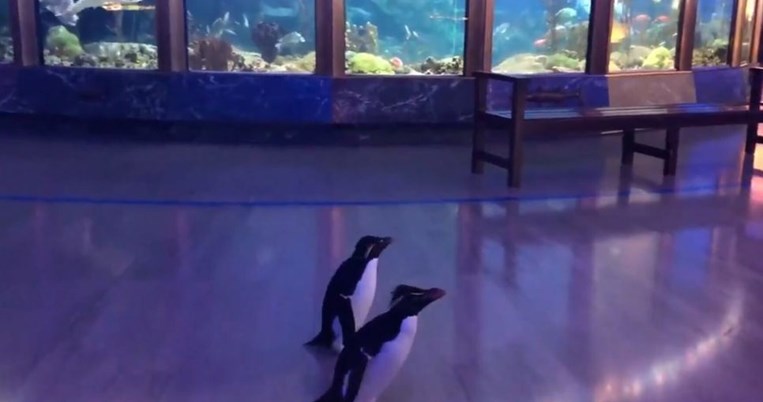 To ευχάριστο του κορονοϊού: Eνυδρείο στο Σικάγο έκλεισε και άφησε ελεύθερους τους πιγκουίνους