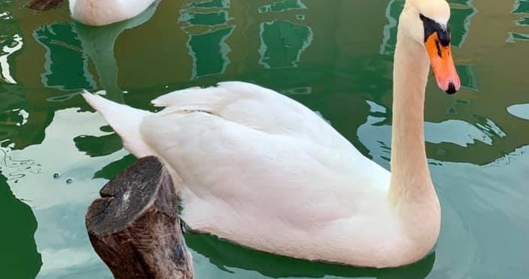 Παραπληροφόρηση: Fake news οι κύκνοι και τα δελφίνια στα κανάλια της Βενετίας λόγω καραντίνας 