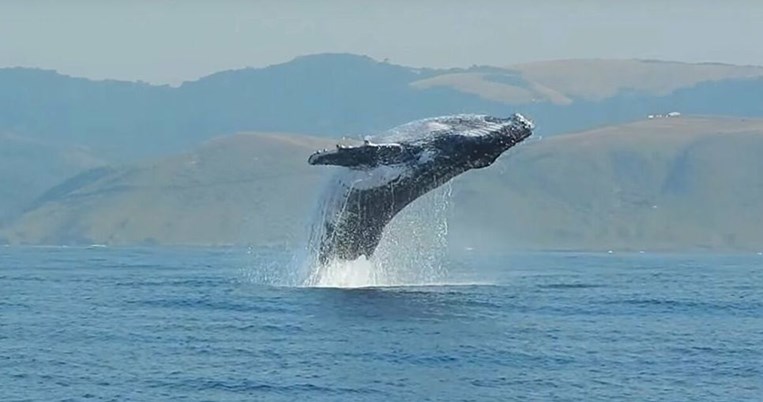 Το μαγικό στιγμιότυπο όπου μια φάλαινα 40 τόνων «πετά» πάνω από την επιφάνεια της θάλασσας