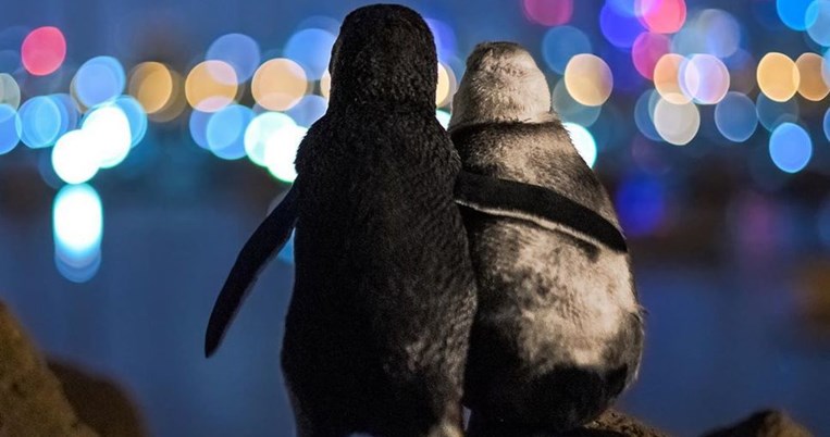 Η φωτογραφία των δύο χήρων πιγκουίνων που αγκαλιάζονται: «Ο πόνος τους έφερε μαζί»