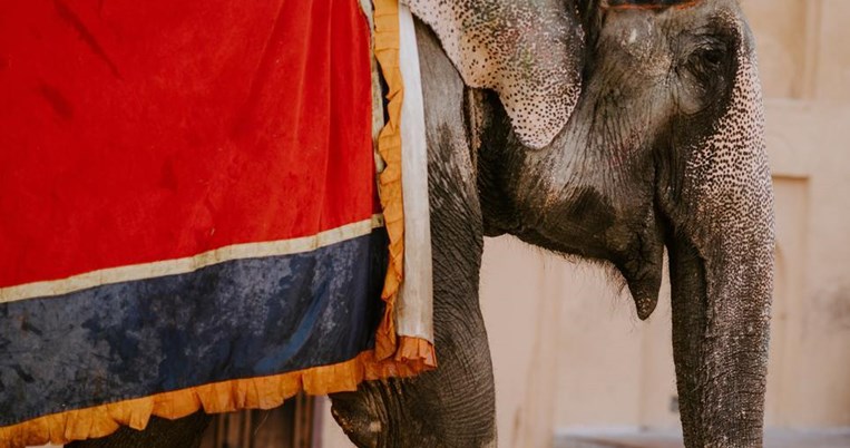 Η Δανία αγοράζει τους τελευταίους ελέφαντες τσίρκου και τους αφήνει να ζήσουν γαλήνιοι και ασφαλείς 