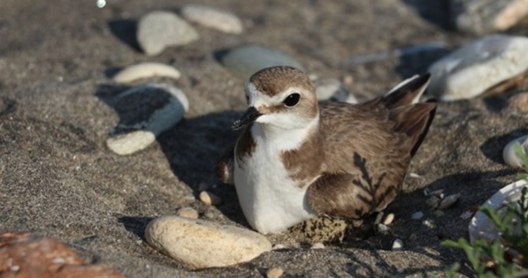 Προσοχή στις παραλίες, δεν είμαστε μόνοι μας: Όσο έλειπαν οι άνθρωποι τα πουλιά έφτιαξαν φωλιές
