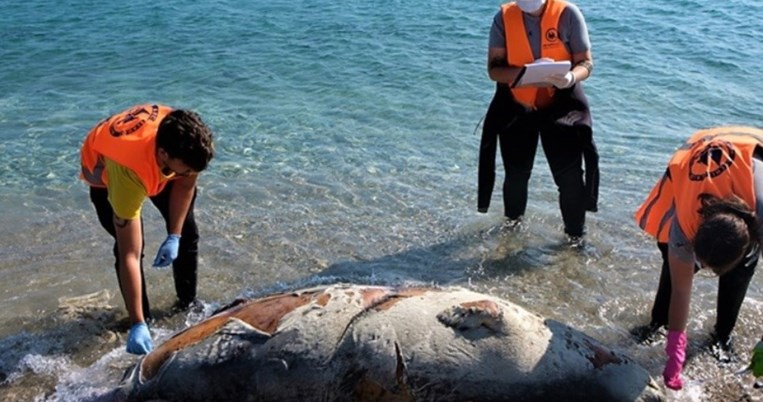 Εφτά νεκρές μεσογειακές φώκιες εντοπίστηκαν στο Αιγαίο τις μέρες των περιορισμών