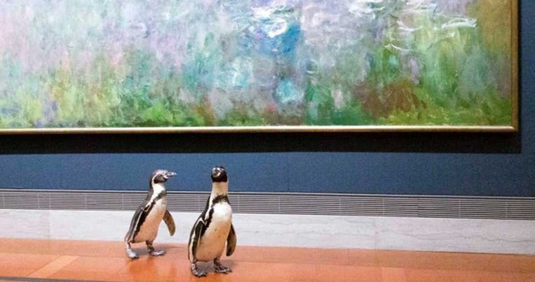 «Φιλότεχνοι» πιγκουίνοι επισκέφθηκαν μουσείο τέχνης και πραγματικά απόλαυσαν έργα διάσημων ζωγράφων