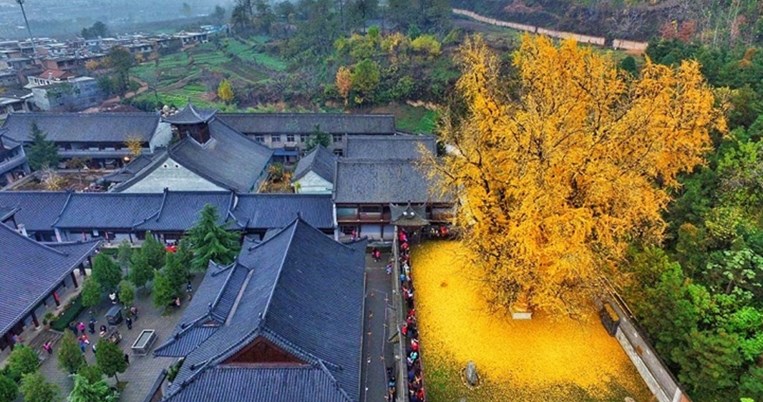 Δέντρο 1.400 ετών σκορπά στο έδαφος τα κατακίτρινα φύλλα του, δημιουργώντας ένα «χρυσό ωκεανό»