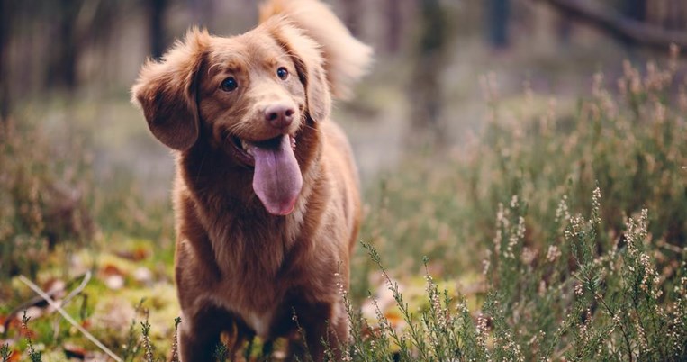 Η Αίγινα φιλοδοξεί να γίνει η πρώτη κοινότητα χωρίς αδέσποτους σκύλους και είναι σε καλό δρόμο