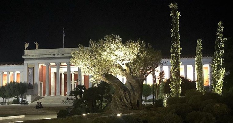 Στο νέο κήπο του Εθνικού Αρχαιολογικού Μουσείου: Μια ελιά 1.300 ετών, σύμβολο της θεάς Αθηνάς