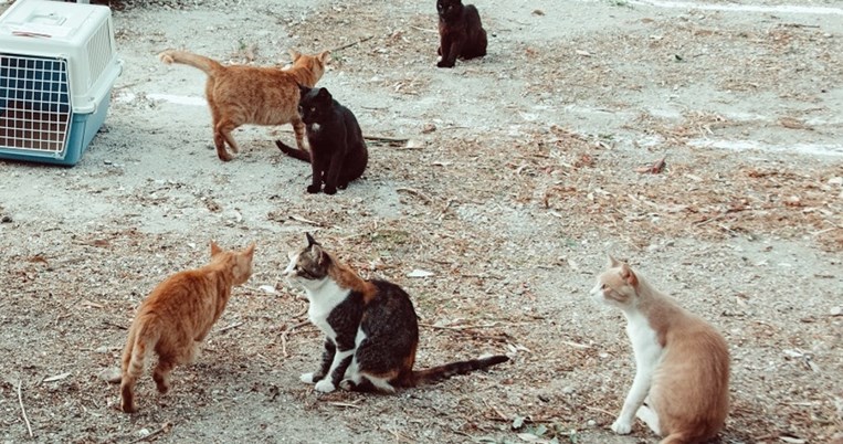 Νέο φιλοζωικό ρεκόρ: 194 αδέσποτες γάτες στειρώθηκαν από τη Save a Greek Stray στη Μήλο