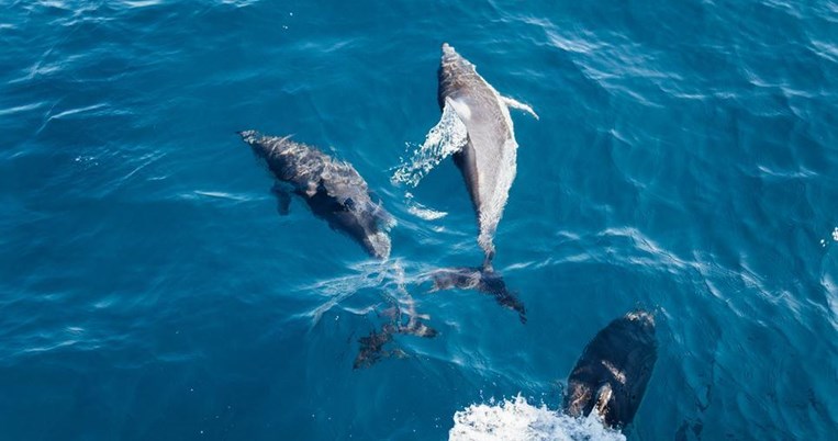 Τα δελφίνια του Κορινθιακού απειλούνται από εξαφάνιση: Έχουν μείνει μόλις 22