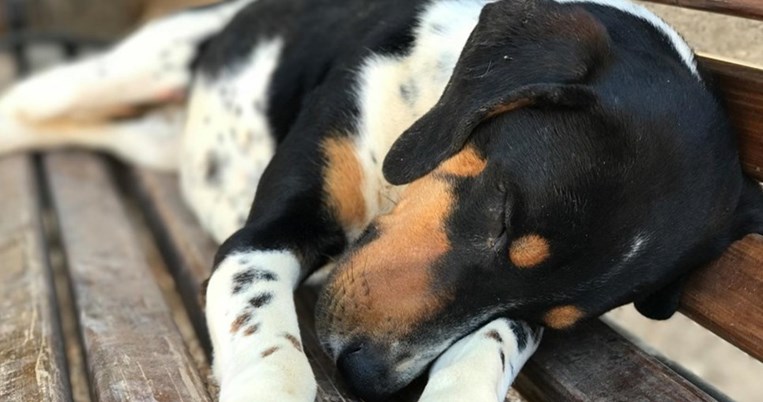 Η Αίγινα φιλοδοξεί να γίνει το 2021 η πρώτη κοινότητα στην Ελλάδα χωρίς αδέσποτους σκύλους
