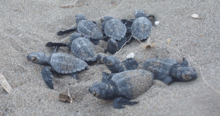 Να και μια καλή είδηση: Ρεκόρ ωοτοκίας φέτος για τις χελώνες Καρέτα Καρέτα στη Ζάκυνθο