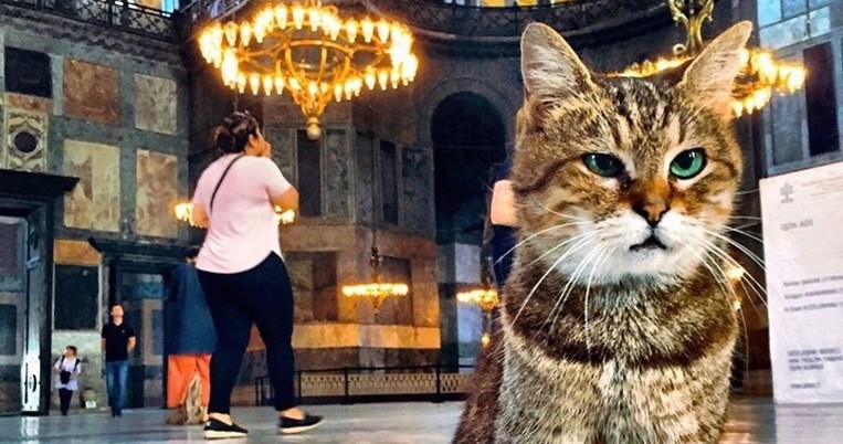 Το όνομά της σημαίνει «ένωση αγάπης»: Τι θα απογίνει η Gli, η 16χρονη γάτα της Αγίας Σοφίας;