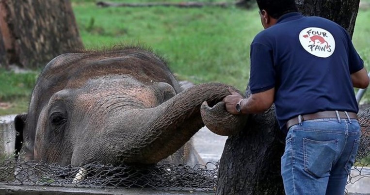 Ο πιο μοναχικός ελέφαντας στον κόσμο απελευθερώνεται μετά από 35 χρόνια σε ζωολογικό κήπo