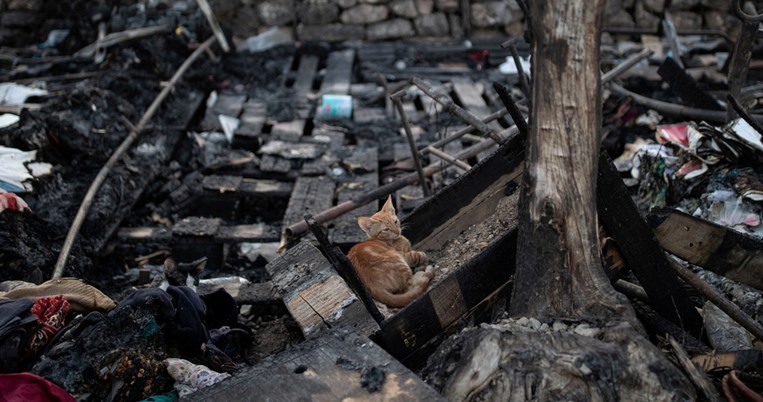 Οι πεινασμένες γάτες της Μόριας: Μετανάστες επιστρέφουν καθημερινά στα αποκαΐδια να τις φροντίσουν