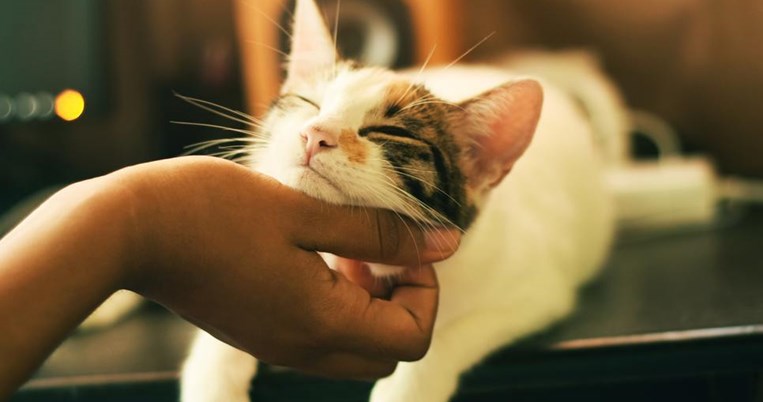 Οι επιστήμονες ανακάλυψαν τον καλύτερο τρόπο να πούμε στη γάτα μας «σ' αγαπώ» 