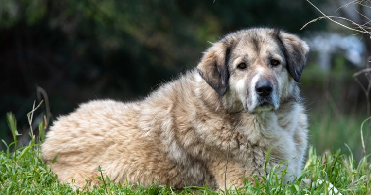 Σπουδαία εξέλιξη: Ο βασανισμός ζώων μετατρέπεται σε κακούργημα, ανακοίνωσε το Υπουργείο Ανάπτυξης