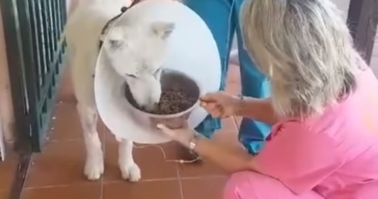 Η καλή είδηση της ημέρας: Ο Έκτορας, ο σκύλος που μαχαιρώθηκε στη Νίκαια, έκανε την πρώτη του βόλτα