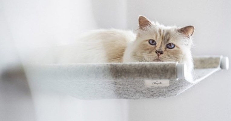 Η Choupette, η «γάτα-κληρονόμος» του Καρλ Λάγκερφελντ, σε νέα «επαγγελματικά» βήματα 