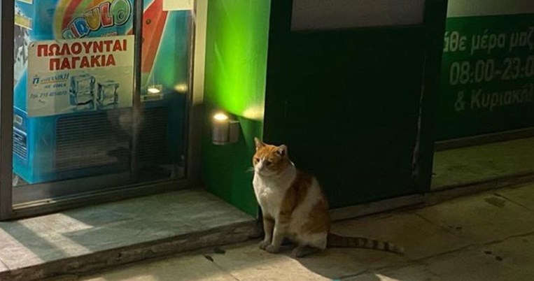 Γάτος-Χάτσικο του Κολωνάκιου: Όταν πέθανε ο τζάνκι, άστεγος κηδεμόνας του, συνέχισε να τον περιμένει