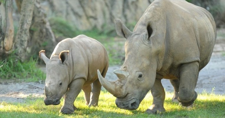 Ωραία νέα: Ένα ακόμα λευκός ρινόκερος μόλις γεννήθηκε 