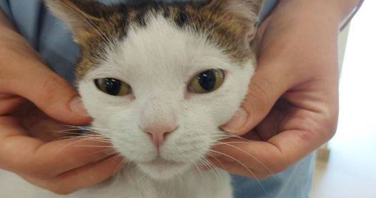«Ελπίδα αποκατάστασης και για άλλα ζώα»: Περσέας, η πρώτη γάτα στην Ελλάδα που απέκτησε τεχνητά μέλη