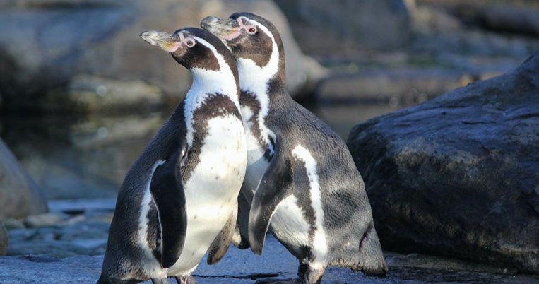 Θέλουν πάση θυσία να γίνουν γονείς: Ζευγάρι γκέι πιγκουίνων κλέβει για δεύτερη φορά αβγό από άλλους