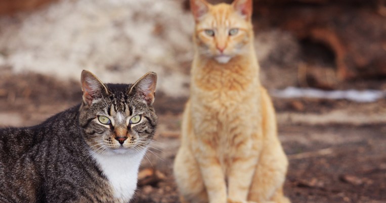 Αγριόγατες: To μοναδικό άγριο αιλουροειδές που ζει στην Ελλάδα